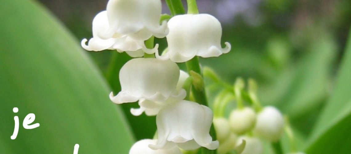muguet
