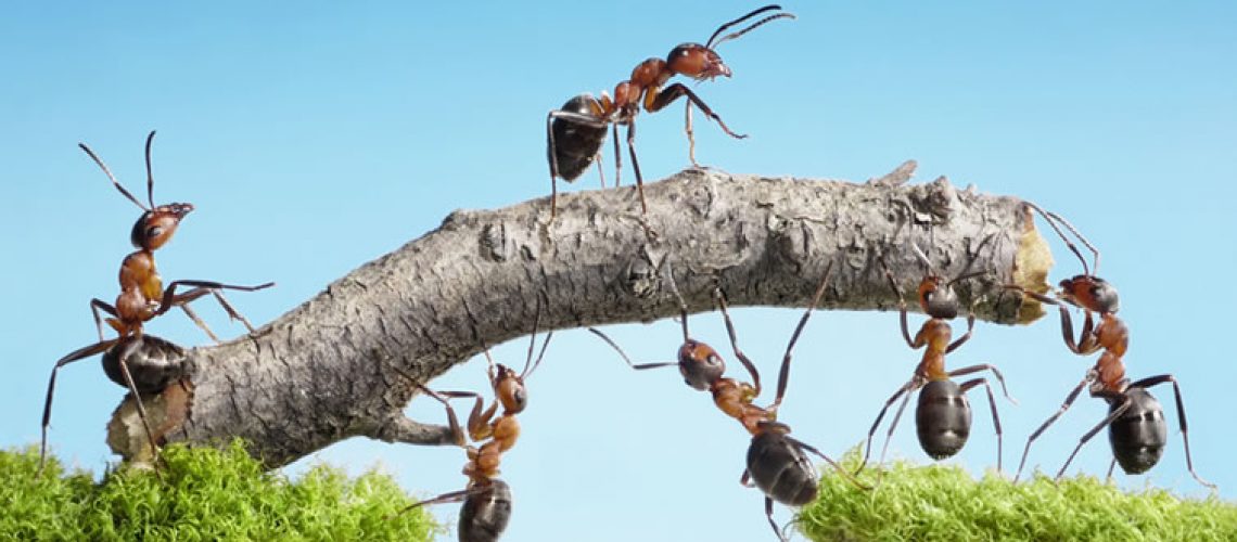 travail-collaboratif-fourmis